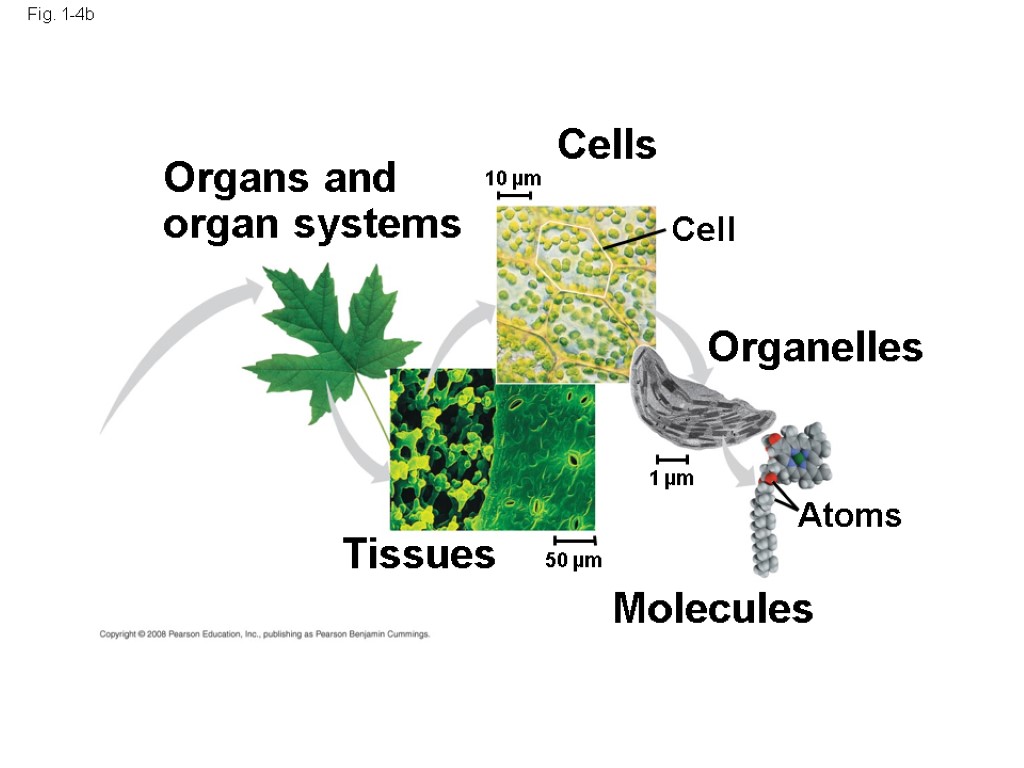 Fig. 1-4b Organs and organ systems Cells Cell Organelles Atoms Molecules Tissues 10 µm